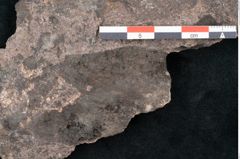 Foto (Detailansicht) von Fagus ninnisiana Unger (NHMW-GEO-2024-0188-10204)